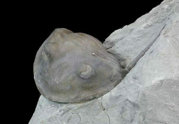 Inflated, Enrolled Isotelus Trilobite - Ohio #43126